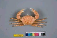 紅斑斗蟹藏品圖，第1張